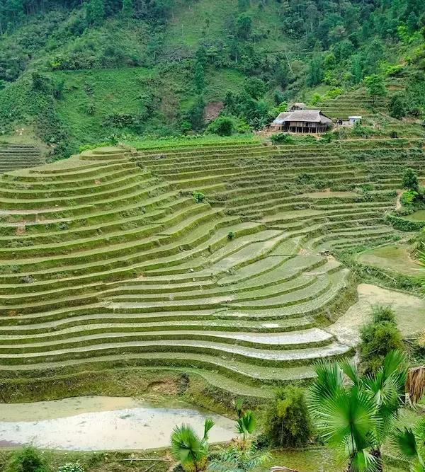 bac ha riziere en terrace