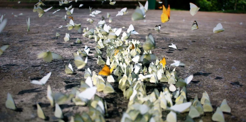 parc national cuc phuong papillon