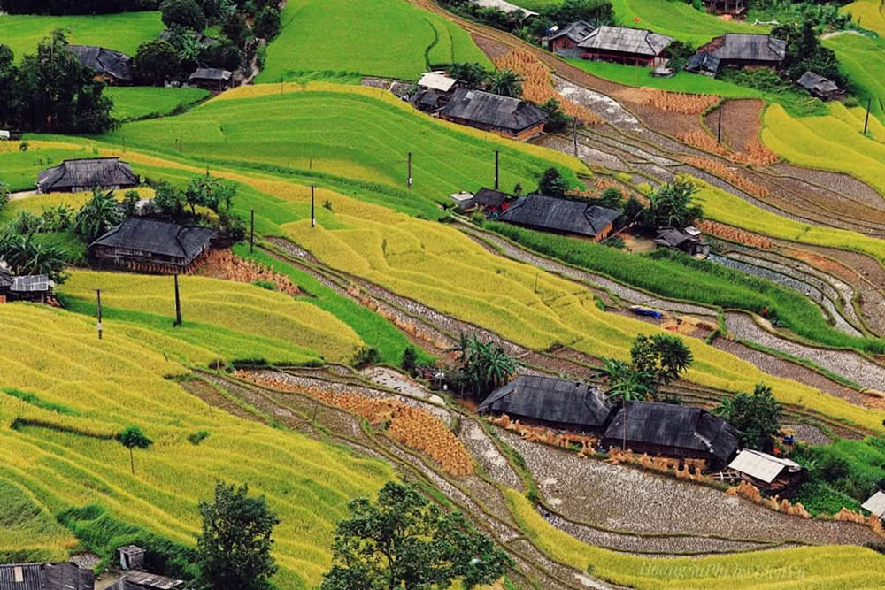 Les magnifiques rizières en terrasses de Bản Phùng aux nuances de vert et d'or parsemées de maisons en bois.