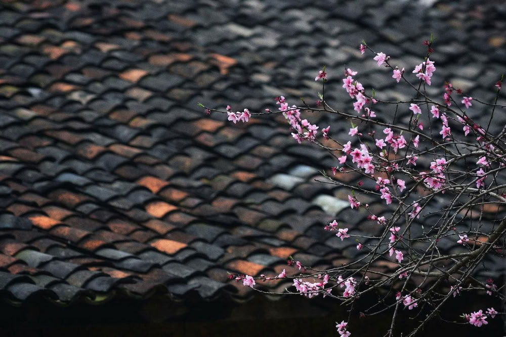 Fleurs de pêcher devant un toit en tuiles.