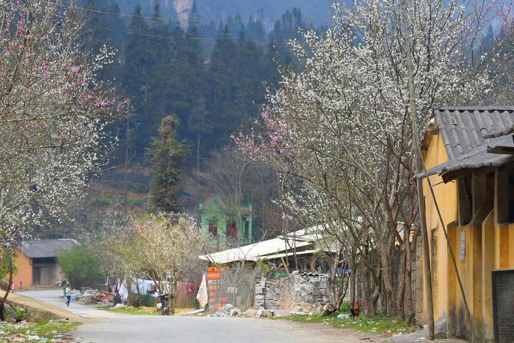 Route traversant le village bordée d'arbres en fleurs.