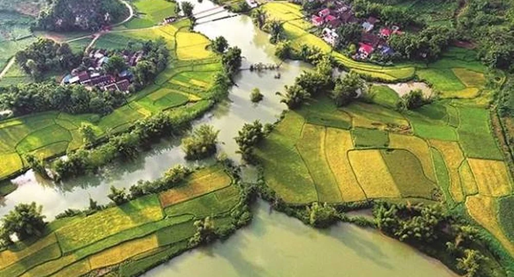Champs de riz dorés longeant la rivière Quây Sơn