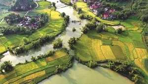 Champs de riz dorés longeant la rivière Quây Sơn
