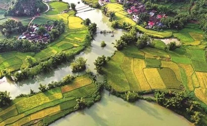 Champs de riz dorés longeant la rivière Quây Sơn