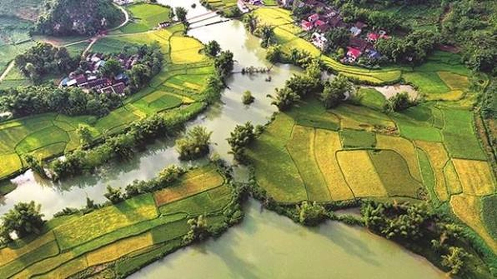 Champs de riz dorés longeant la rivière Quây Sơn 