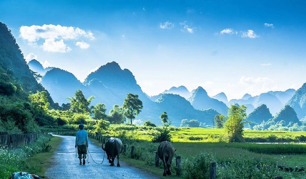 Un agriculteur guidant ses buffles sur un chemin rural.