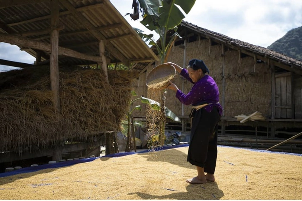 Une femme ethnique séchant le riz devant sa maison.